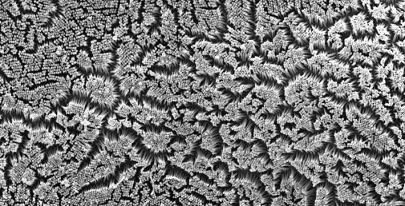 Thousands of finger-like projections form a "brush border" on the surfaces of cultured epithelial cells. (image courtesy of Matthew Tyska and colleagues) 