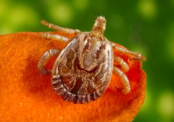 (Photo Courtesy of the Centers for Disease Control and Prevention) This photograph depicts a dorsal view of a male cayenne tick, Amblyomma cajennense. This tick specie is a known North, Central and South American vector of Rickettsia rickettsii, which is the etiologic agent of Rocky Mountain spotted fever (RMSF). 