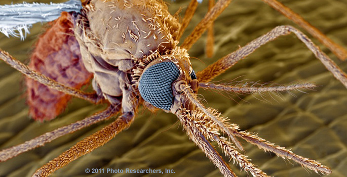 mosquito super close-up