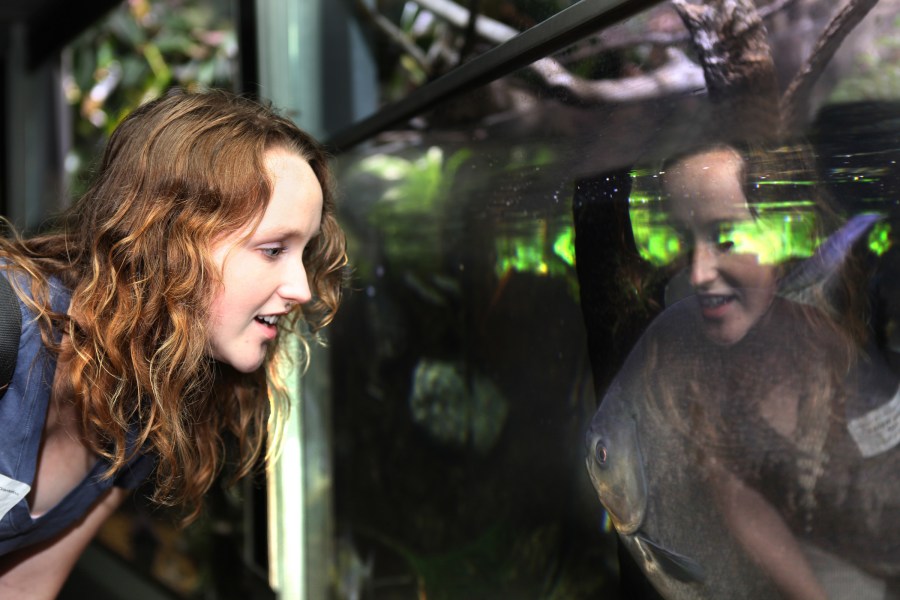 Jamie Wenke examines the inhabitants of an aquarium at the Nashville Zoo during a visit by incoming biomedical graduate students. (photo by Susan Urmy)