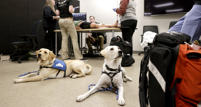 Service dogs Kai, left, and Mia were trained at VUMC recently to gain exposure to medical equipment and staff like those they will encounter after completing training. (photo by Donn Jones)