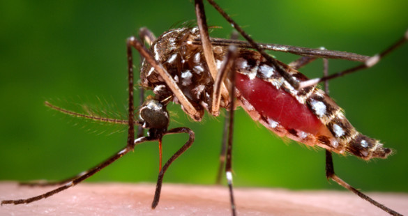 Vanderbilt scientists are part of a multi-institutional team studying an experimental molecule that inhibits kidney function in mosquitoes. (James Gathany/CDC)