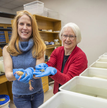 Louise Rollins-Smith, PhD, right, Laura Reinert, MS, and colleagues are studying how amphibian populations are impacted by climate change.