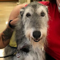 VUMC therapy dog Will mourned