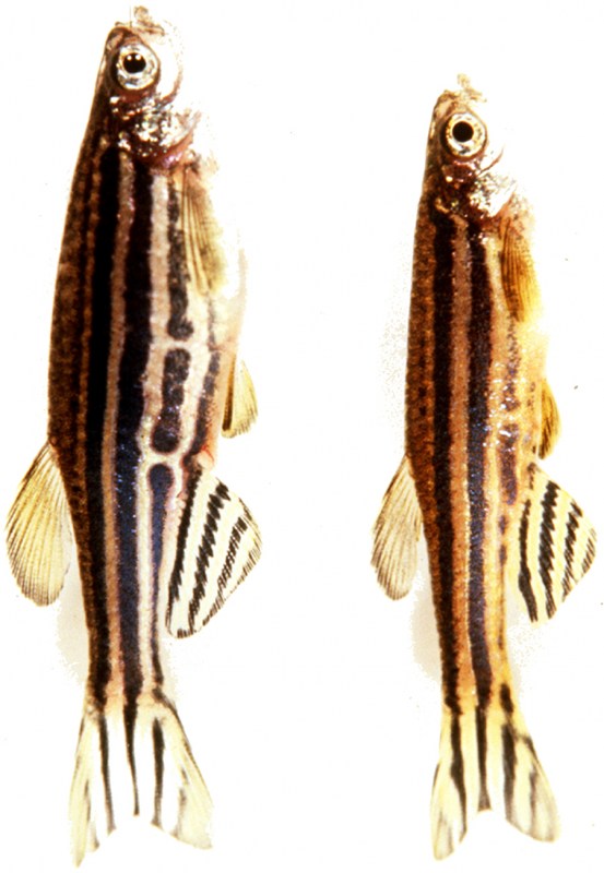 The female zebrafish, left, is larger than the male zebrafish.