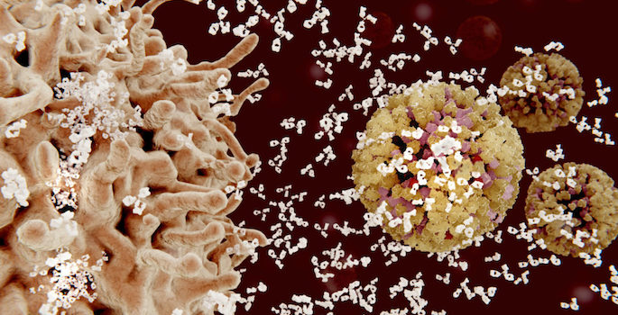 Computer illustration of a plasma cell (B-cell, left) secreting antibodies (white) against influenza viruses (right). Antibodies bind to specific antigens, for instance viral proteins, marking them for destruction by phagocyte immune cells.
