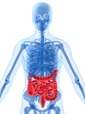 Illustration of human intestinal tract