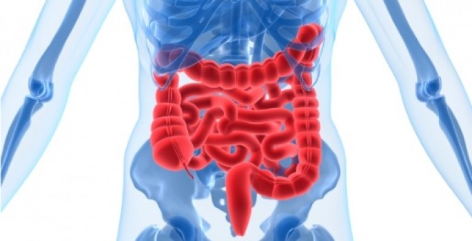 Illustration of human intestinal tract