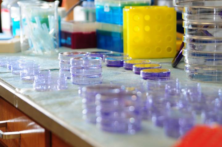 petri dishes on lab bench