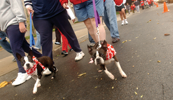 There were plenty of four-legged supporters at the Heart Walk, including Max, left, and Maggie.
photo by Dana Johnson