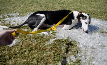 Linda Rogers’ dog, Oreo, cools off after the walk. (photo by Joe Howell)