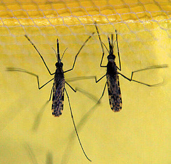 The researchers are trying to discover how insects like mosquitos can detect such a large range of different chemical signals with such a limited number of receptor types.