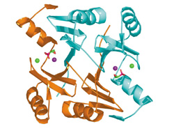 Ribbon diagram of the molecular structure of the FosA protein with fosfomycin (depicted in red and green) in the active site. The positions of manganese and potassium ions are shown as purple and green spheres, respectively. 