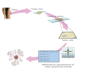 Mathematical modeling of cancer behavior may be useful in the future for predicting tumor growth and guiding treatment options. The modeling can be thought of as a slice of tumor “growing” on a mathematical lattice. Mathematical equations drive a computer simulation of tumor growth, allowing physicians to determine if the cancer will become invasive and metastatic.
Graphic by Dominic Doyle