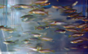 Fast-growing zebrafish are a staple in development research.
photo by Dana Johnson
