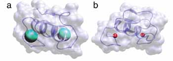 Ribbon diagrams illustrating the structural similarity between the Prp19p U-box domain (a) and the c-CBL RING finger domain (b). The green spheres represent the networks of hydrogen bonds in U-box domains that are substituted for the zinc ions (red spheres) found in RING domains. (Illustration courtesy of Walter Chazin)
