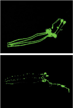 Images showing impact of 6-OHDA on dopamine neurons in C. elegans. The top frame shows intact green-fluorescing dopamine neurons in an untreated C. elegans worm. The bottom frame shows a similar worm three days after exposure to 6-OHDA. The partial loss of green fluorescence is indicative of progressive death of the dopamine neurons.