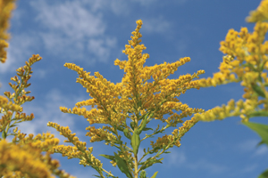 Vanderbilt is testing a new therapy to treat ragweed allergies. (istockphoto)