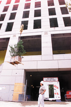 Foreman David Poole watches as a tree is lifted to the top of  the building. The landmark project — a 350,000-square-foot facility designed to promote connections between diverse scientific disciplines — is a joint undertaking of the College of Arts and Science and the School of Medicine. The entire project is expected to be completed in March 2003.