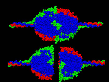 Space-filling model of the NC1 domain protein illustrating how the two identical trimers come together to form the hexameric protein. Each trimer is attached to a ropelike, triple-helix collagen molecule. 