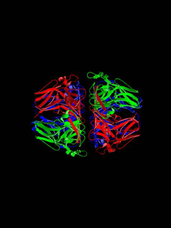 Model showing detail of the secondary structure of the two trimers of the NC1 domain protein.