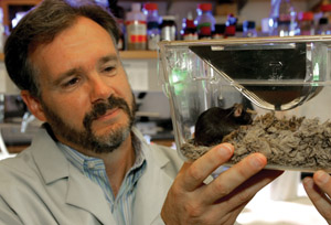 Doug McMahon, Ph.D., is shown working with mice in his lab in MRB III. 
Photo by Neil Brake