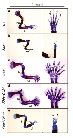 The skeletal structure of the forelimb (arm) in normal and genetically modified mice. The limb and hand — with digits 1 through 5 — of a normal mouse are shown in panel a. When Sonic hedgehog is absent (panel b), mice have stunted limbs and only one digit. When Gli3 is missing (panel c) or both Sonic hedgehog and Gli3 are missing (panel d), mice have full limb skeletons and more than five digits.  Mice with one copy of Gli3 in the absence of Sonic hedgehog (panel e) have an intermediate number of digits. (Courtesy of Chin Chiang and Nature)