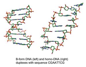 This graphic illustrates the differences between “normal” DNA, left, and homo-DNA.