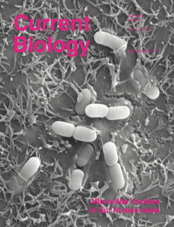 The study was featured on the journal cover. (Shifrin et al., Current Biology 22(7))